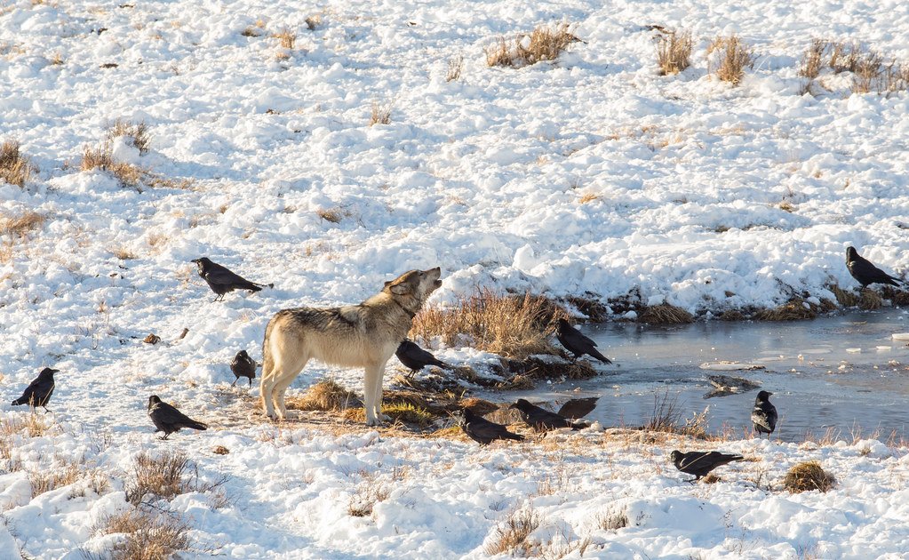 How Wolves and Ravens Communicate During a Hunt