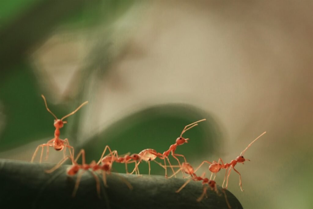 Why Ant Colonies Function Like Supercomputers