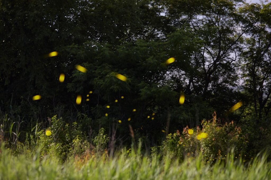 12 U.S. States Where Fireflies Are Making a Surprise Comeback
