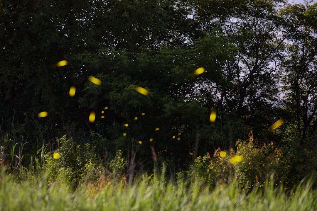 12 U.S. States Where Fireflies Are Making a Surprise Comeback