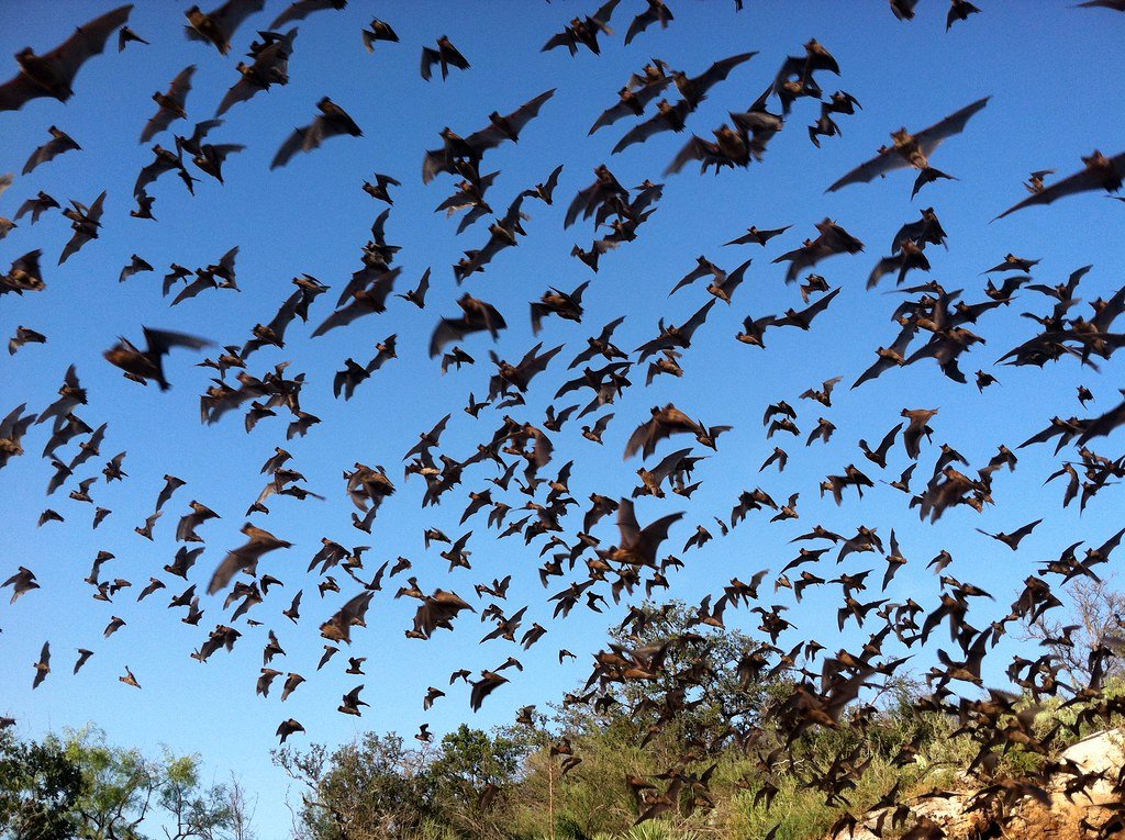 Why Texas Bats Boom in Summer - And the Best Bridges to See Them