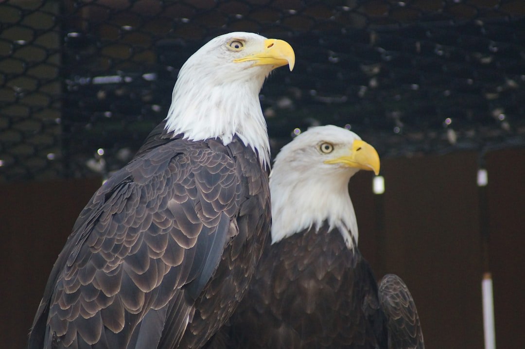 Midwest Bald Eagles: 10 Record Counts You Won’t Believe