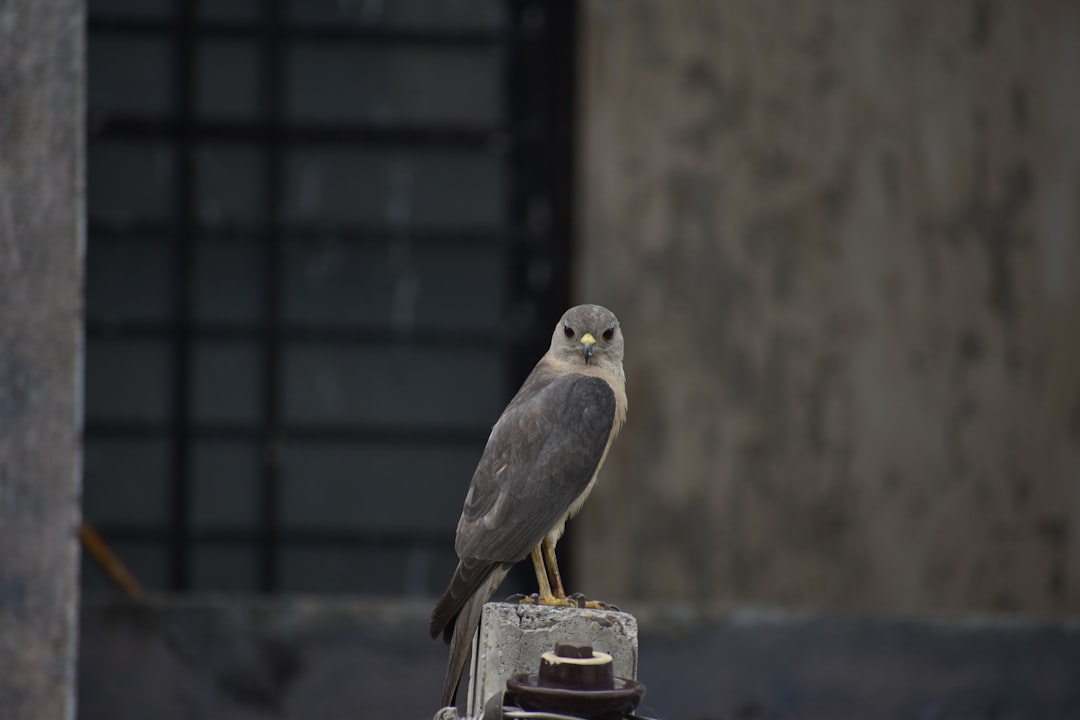 8 U.S. Cities Where Peregrine Falcons Own the Skyline