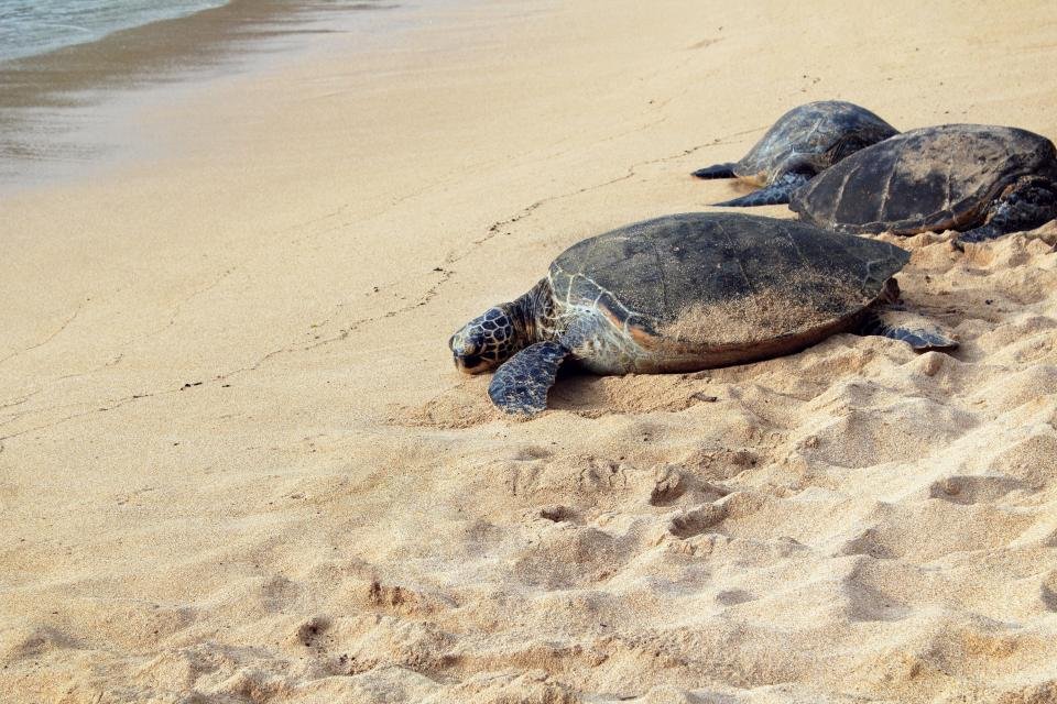 Gulf Coast Sea Turtles: 10 Nesting Beaches to Watch This Year