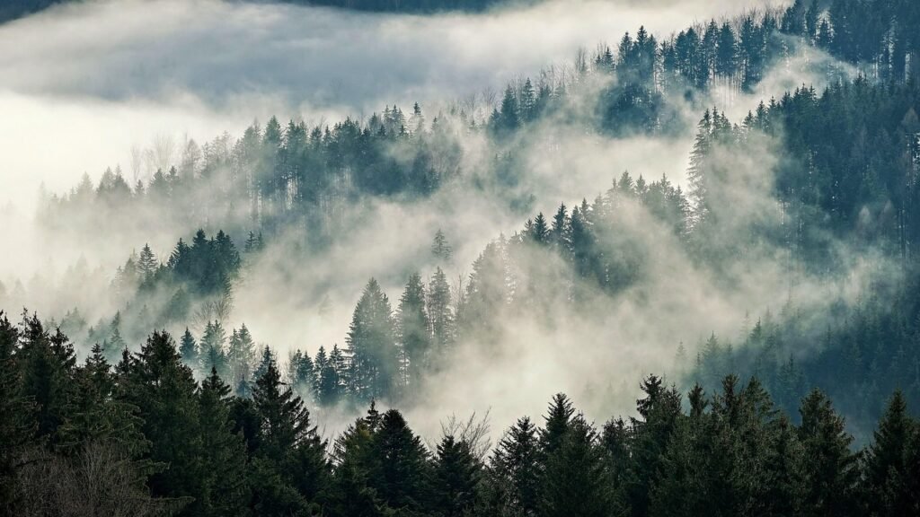 10 U.S. Forests That "Breathe" After Rain - Microclimate Explained