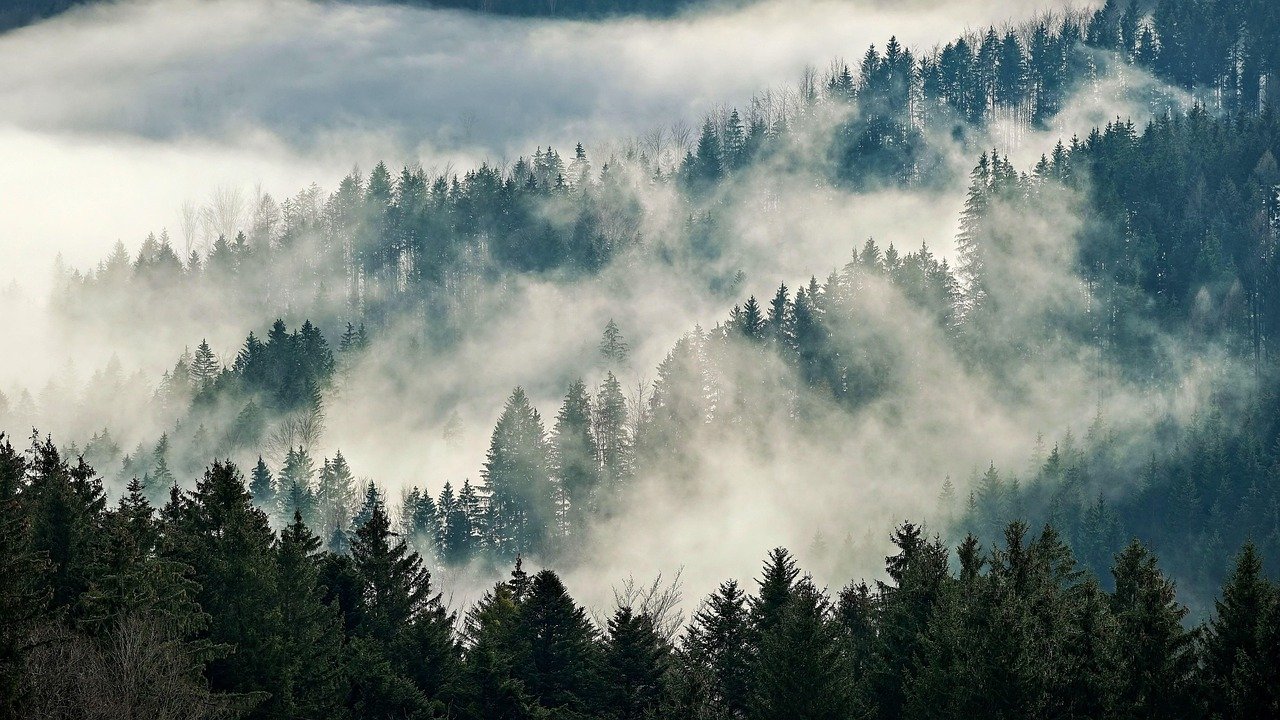 10 U.S. Forests That “Breathe” After Rain – Microclimate Explained