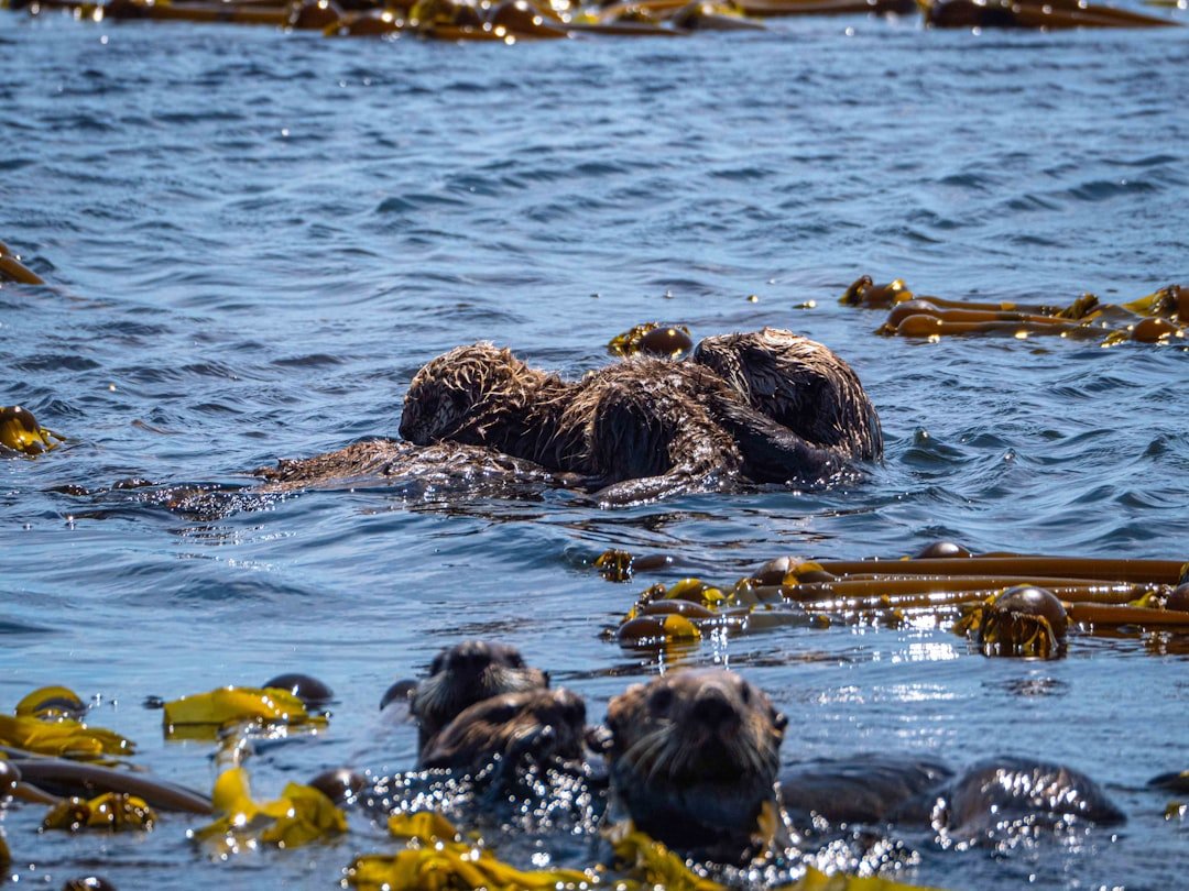 California’s Sea Otters Are Rebuilding Kelp Forests