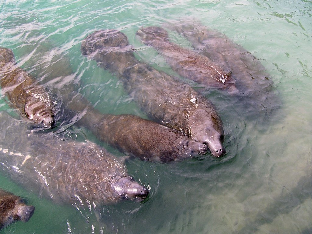 Florida Manatees Return to Springs