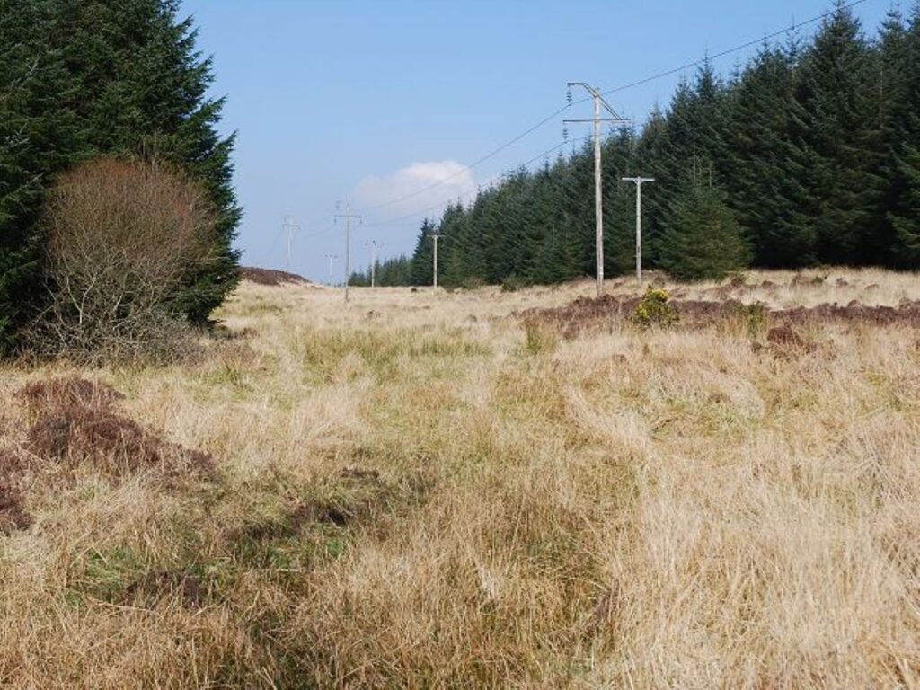 Environmental Factors Affecting Forest Electrical Activity