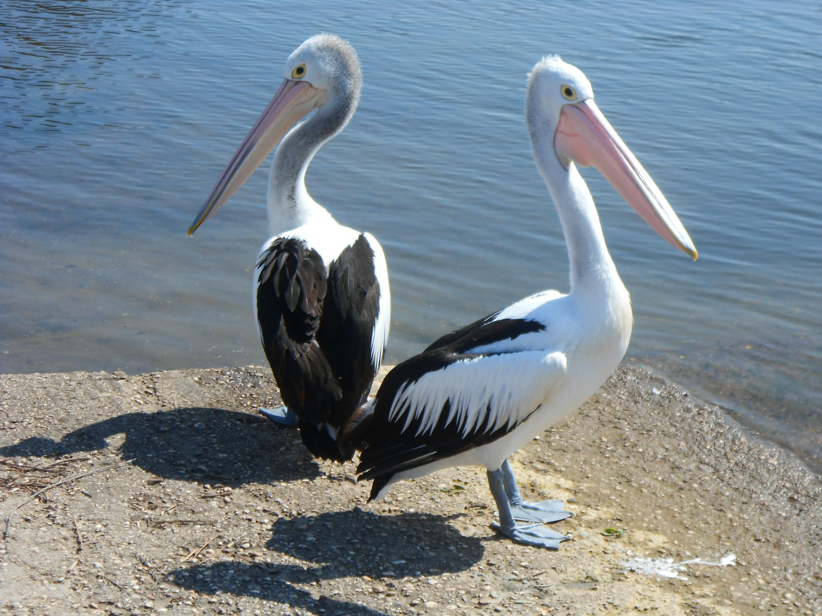 Mississippi’s Pelicans Return After Decades of Decline