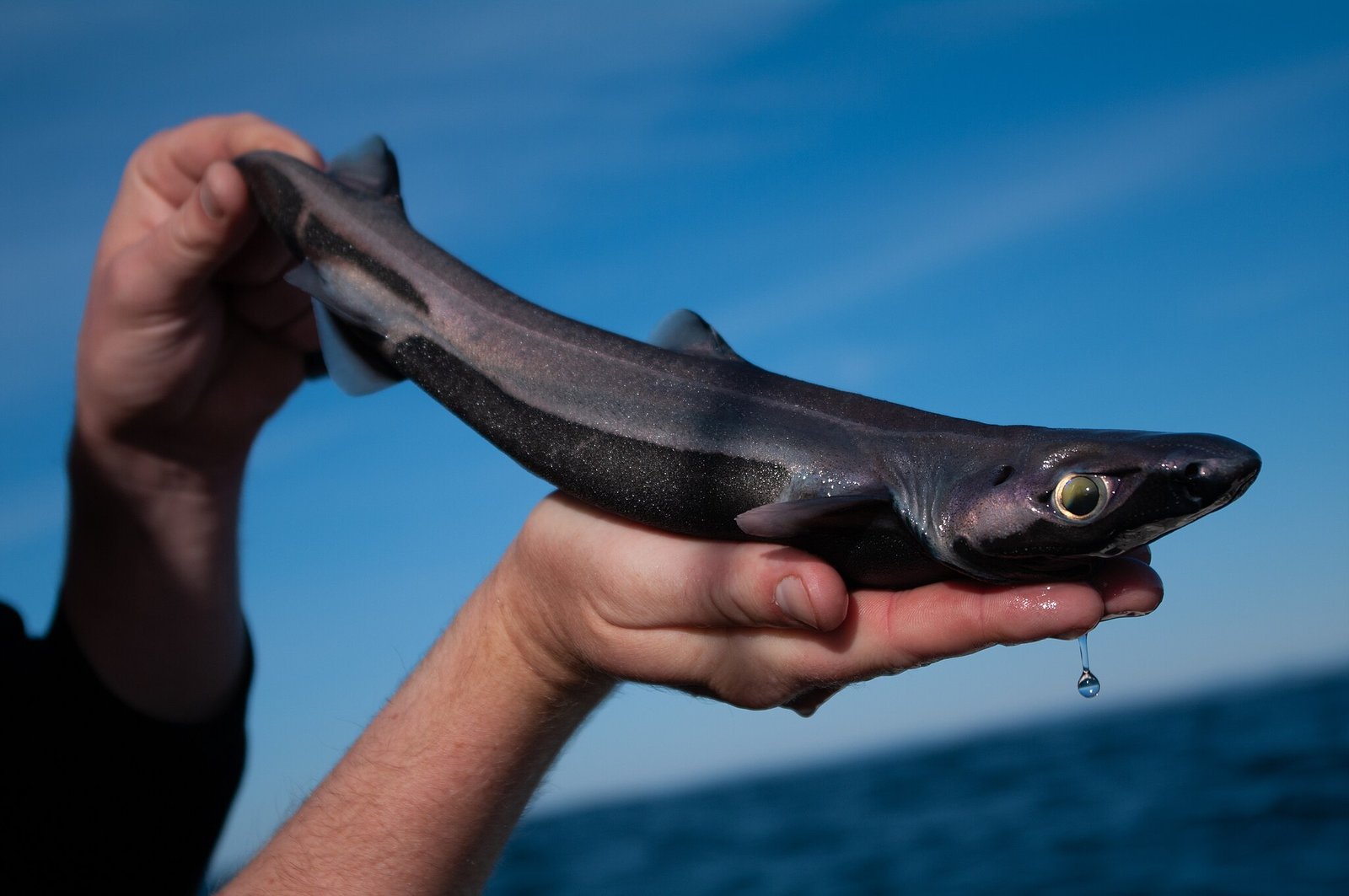 New Species of Deep Sea Shark Discovered off Western Australia