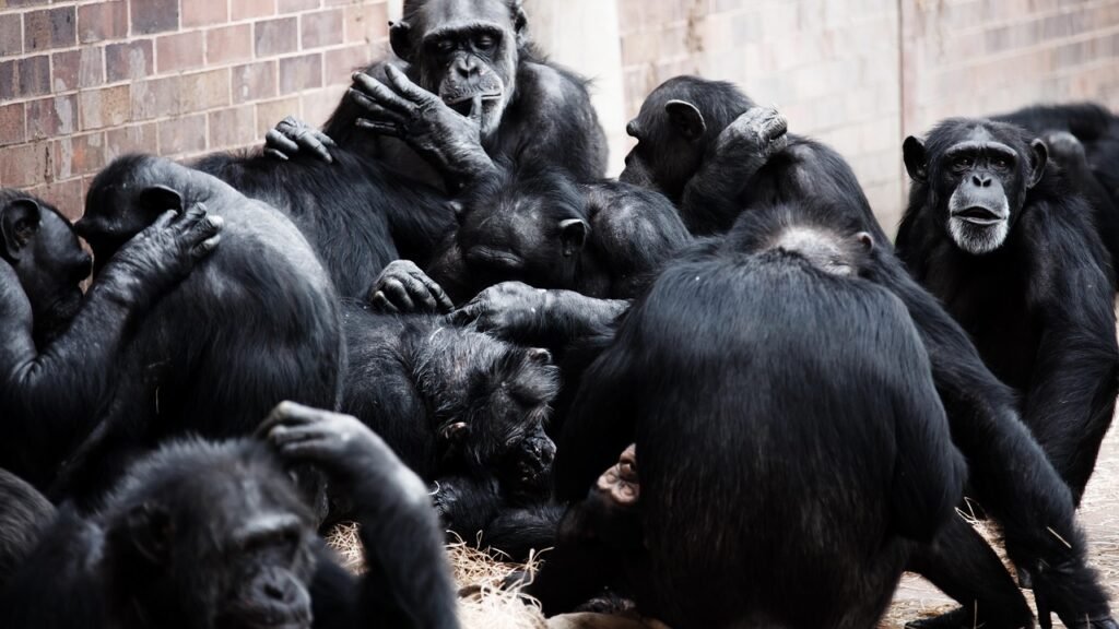 Chimpanzees Experience the Full Spectrum of Human-Like Emotions