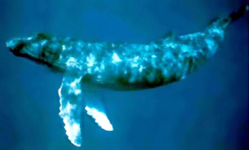 The Lombard Effect in Marine Giants