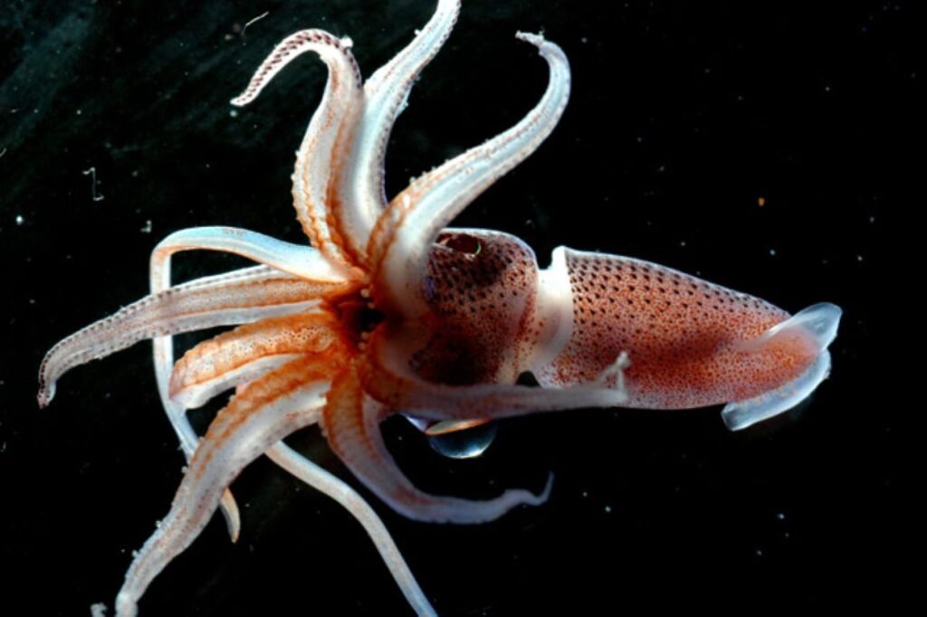 The Sagittarius Adventure: Jewel Squid