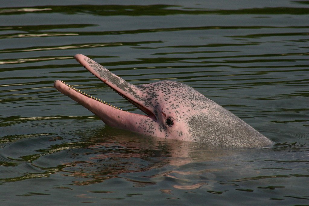 The Rare Pink Dolphin Spotted Again in Louisiana
