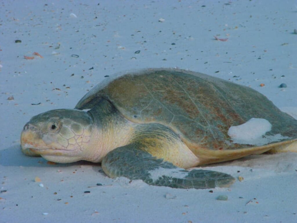 World's Rarest Sea Turtle Sets Remarkable