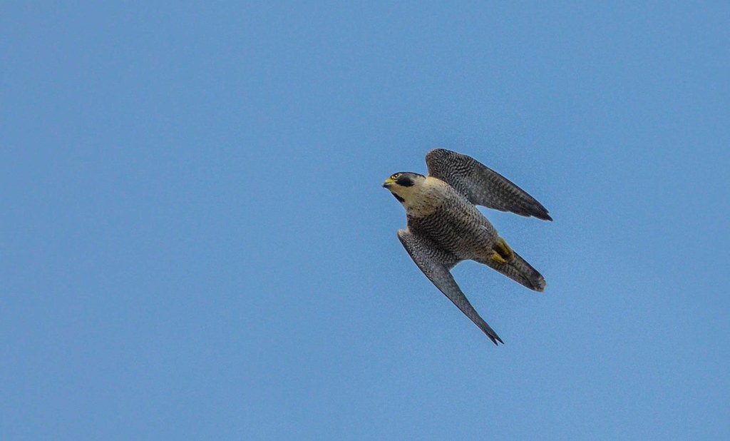 The Falcon: Strategic Freedom with Lightning Precision