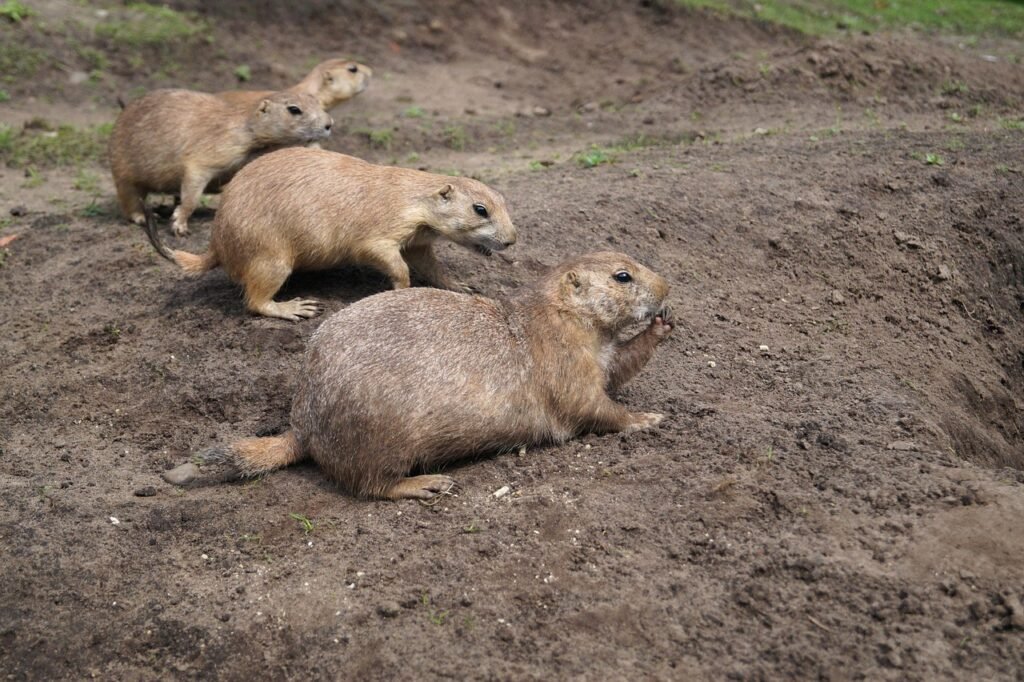 Prairie Dogs Have Complex Warning Languages