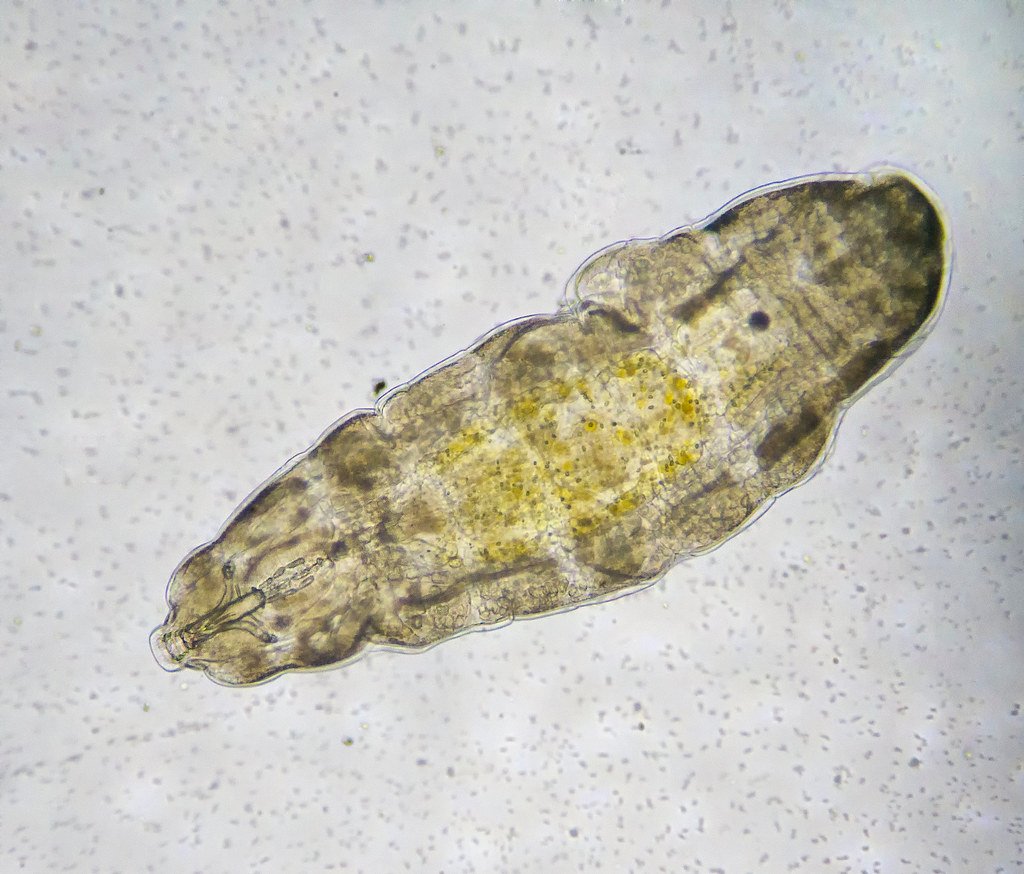 The Microbial Life Thriving in Earth's Deepest Caves