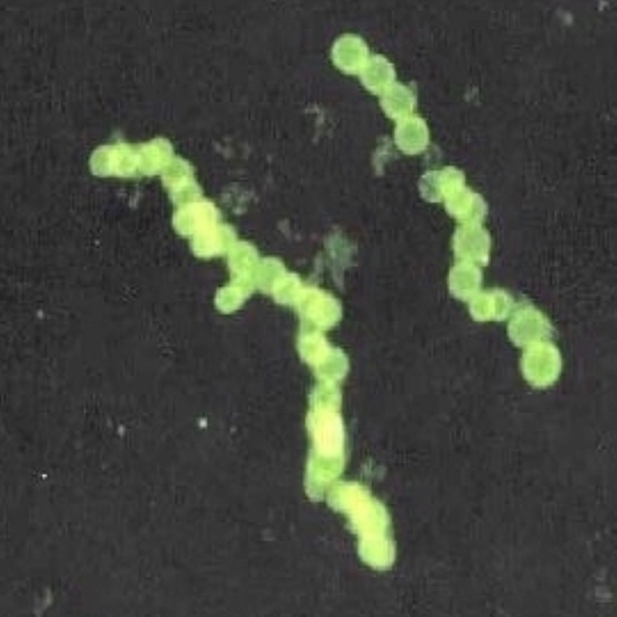 Scientists Find Rainwater With Microorganisms From Space