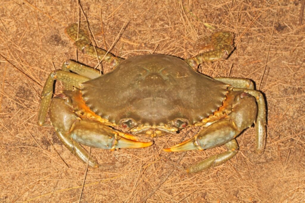 Cancer: The Protective River Crab