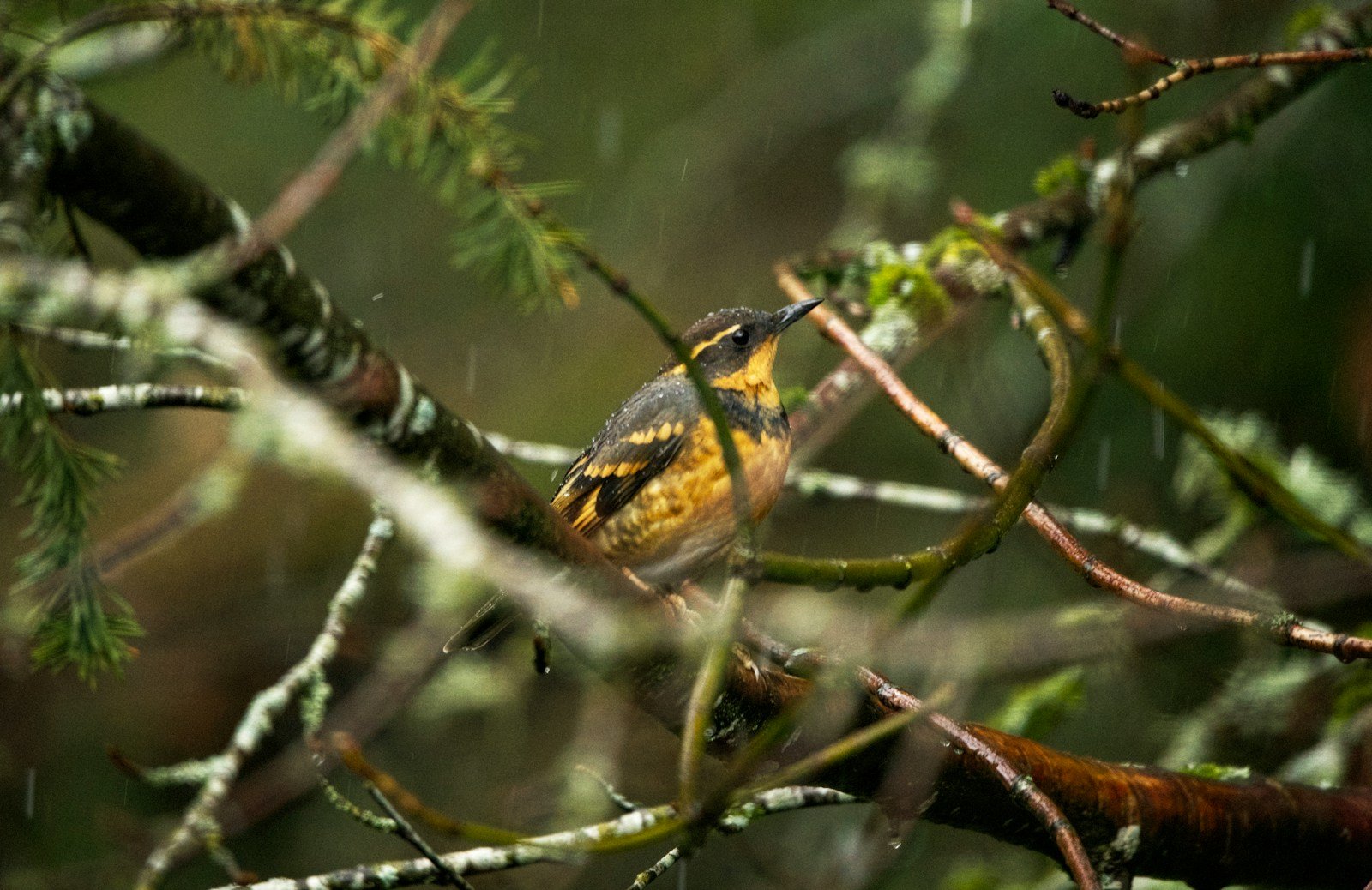Kirtland’s Warbler Expands in Michigan