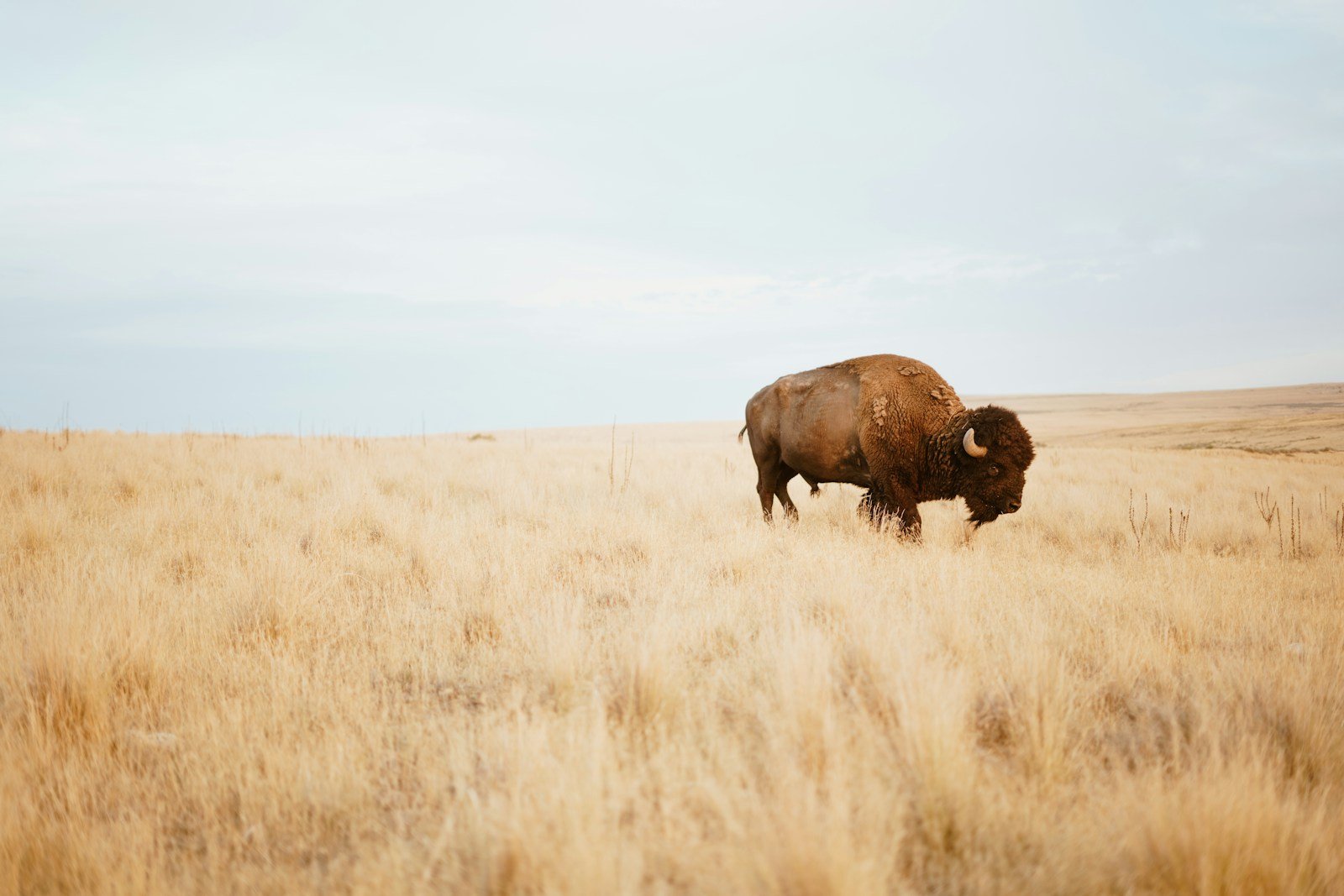 Bison Herds Reclaim Historic Plains in Wyoming