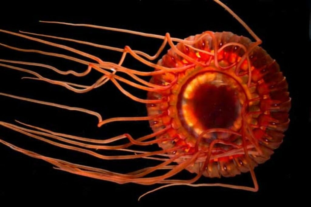 The Cancer Protective Glow: Atolla Jellyfish 