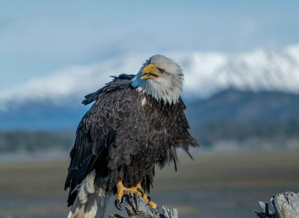 A bald eagle perches amidst a mountainous landscape.