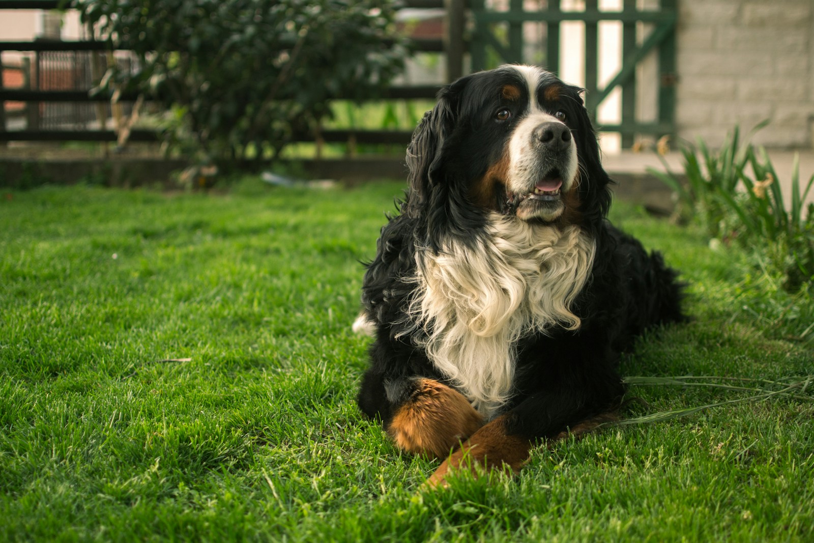 What Dog Best Matches Taurus’ Loyal Energy?