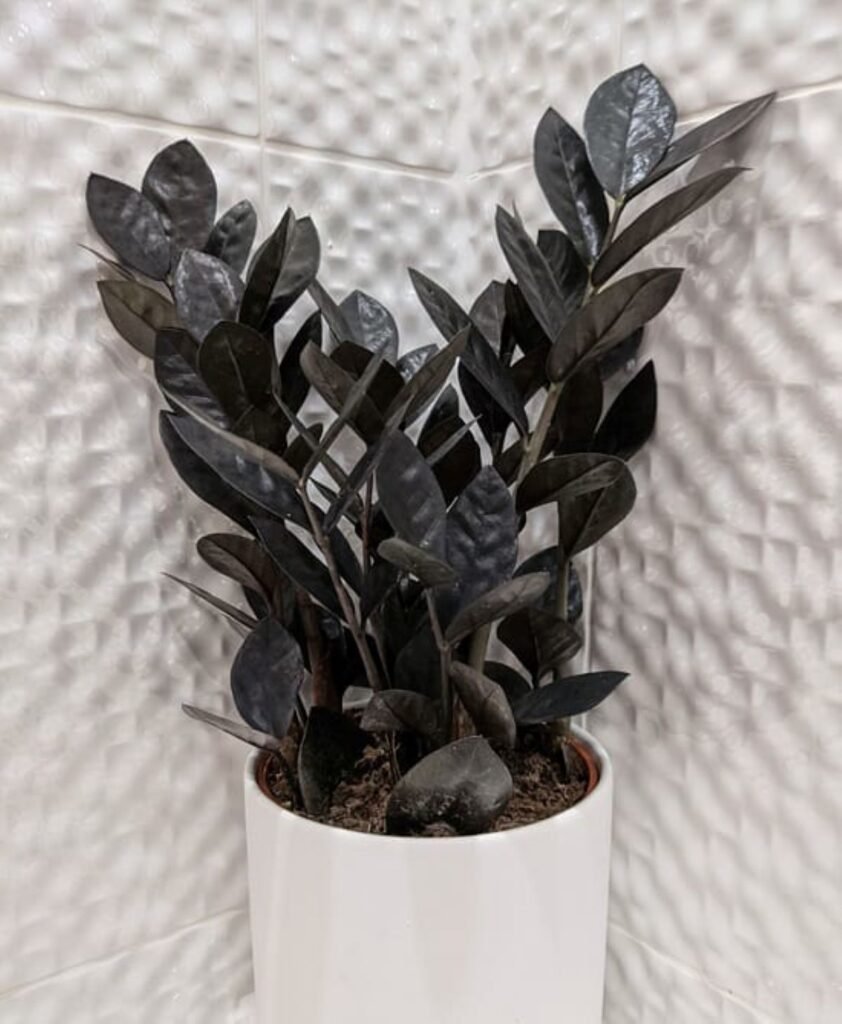 Scorpio: The Mysterious Raven ZZ Plant