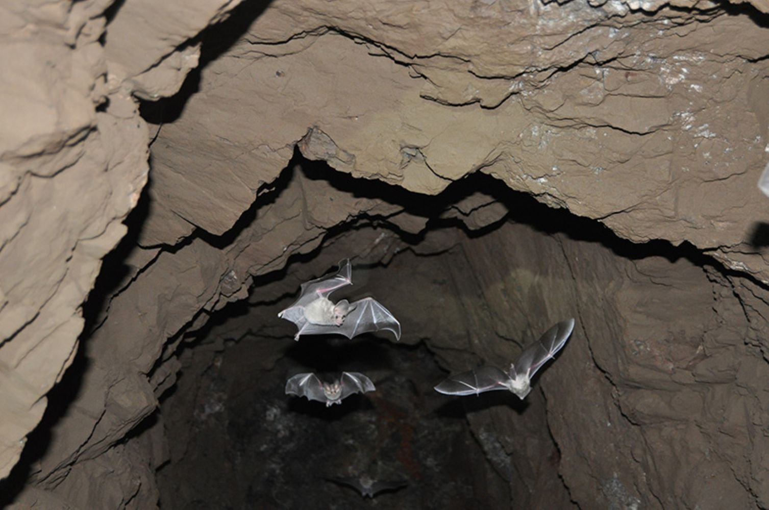 Oklahoma Bats Roost in Old Mines