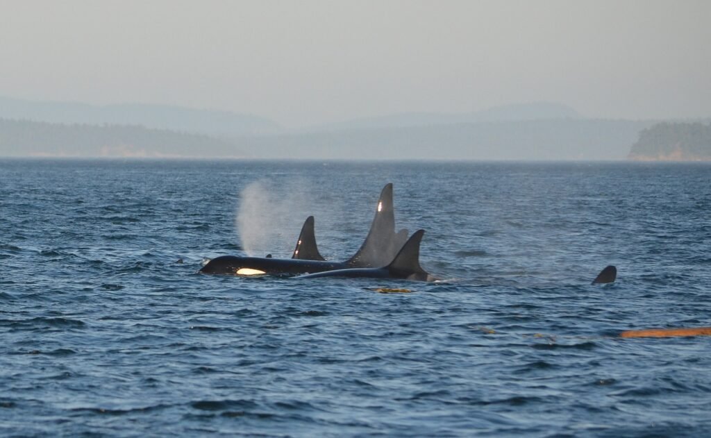 Whales and Orcas Demonstrate Deep Family Bonds