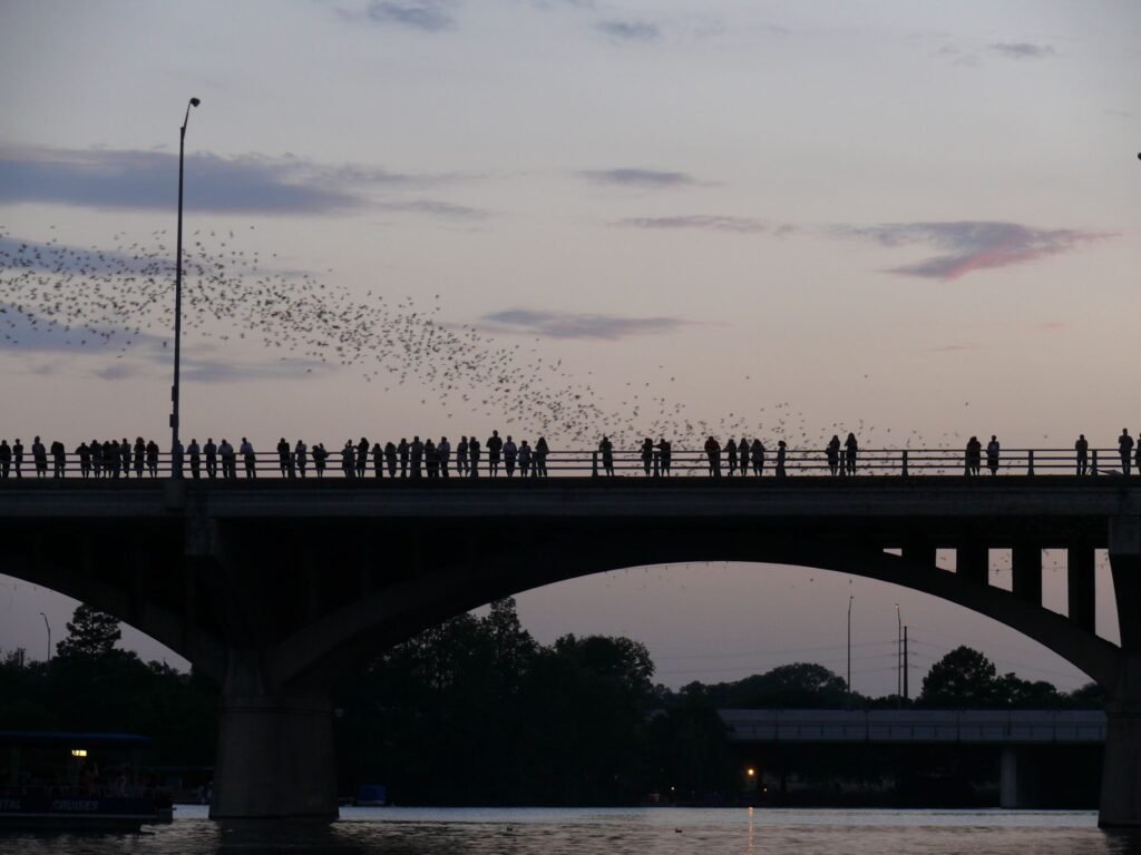 Secret Bat Colony Found in Texas Bridge