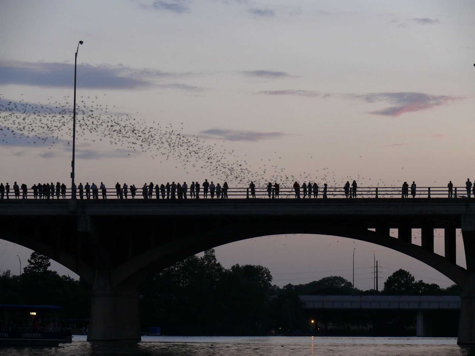Secret Bat Colony Found in Texas Bridge