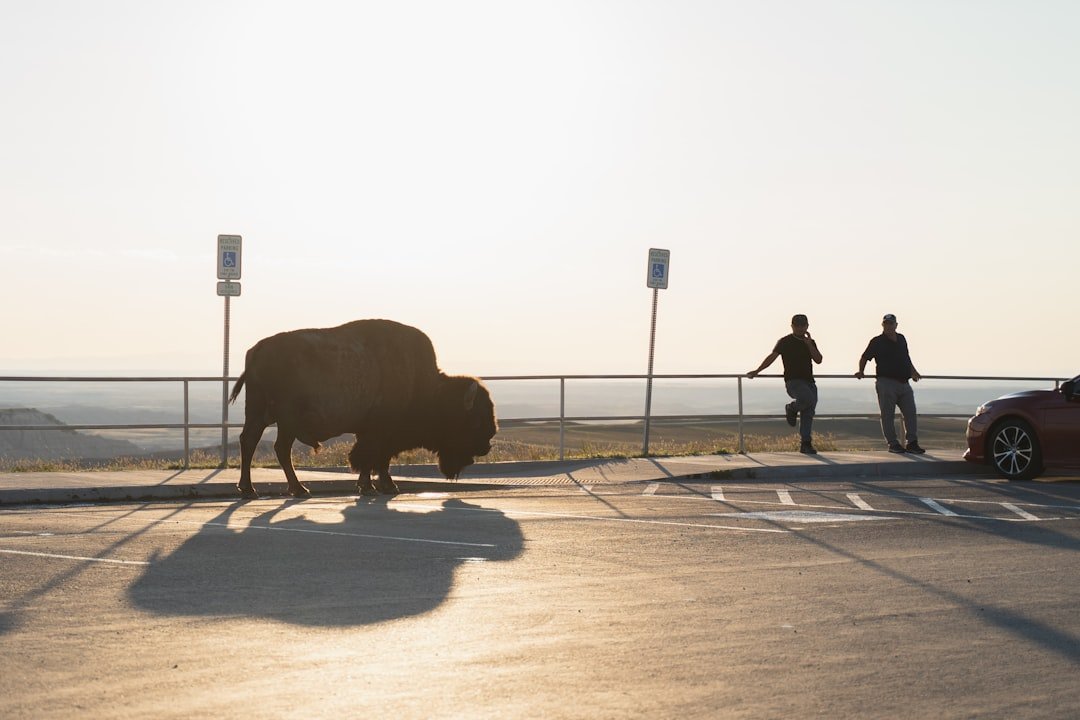 How Each Zodiac Sign Handles Animal Encounters