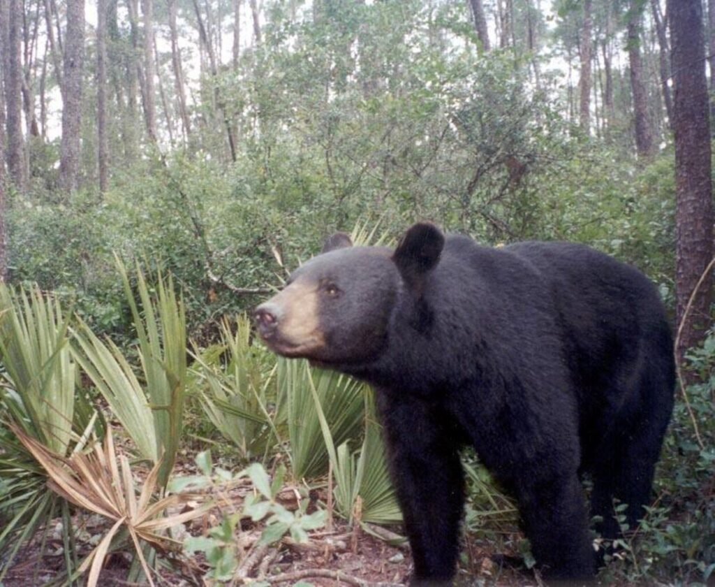 Most Bear Reports Don't End in Death