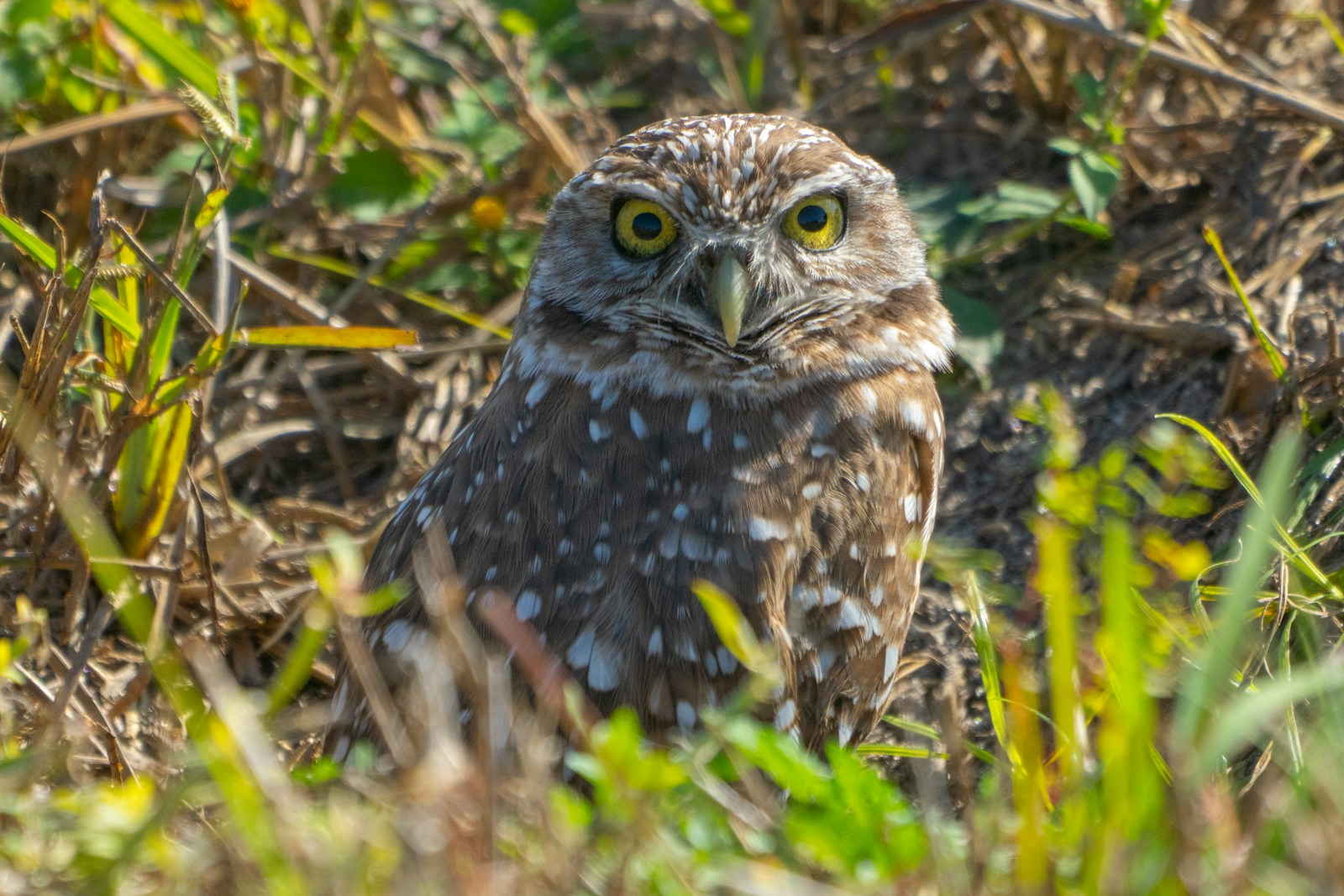 9 American Prairie Reserves Where Burrowing Owls Thrive Again