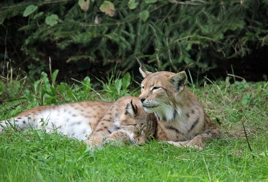 A Conservation Success with Ongoing Challenges