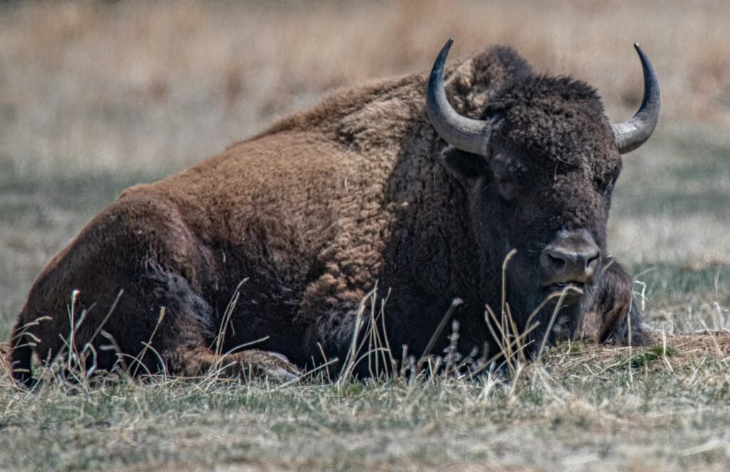 brown bison on brown grass field during daytime