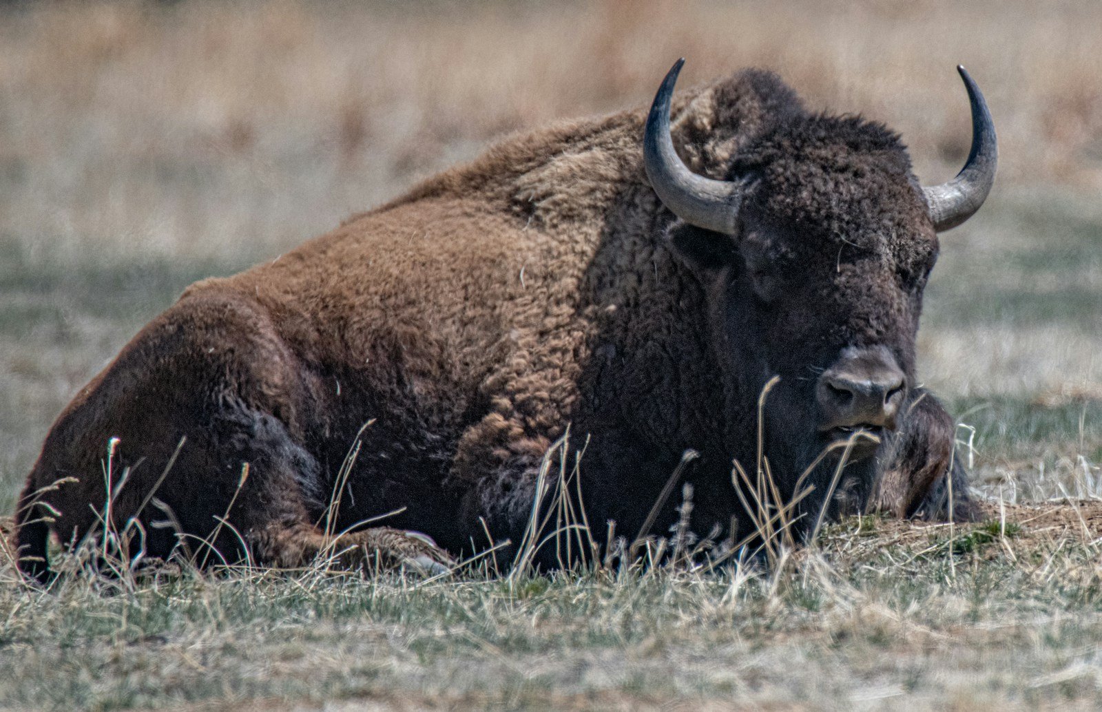 Wyoming’s Bison Are Reclaiming Lost Territory