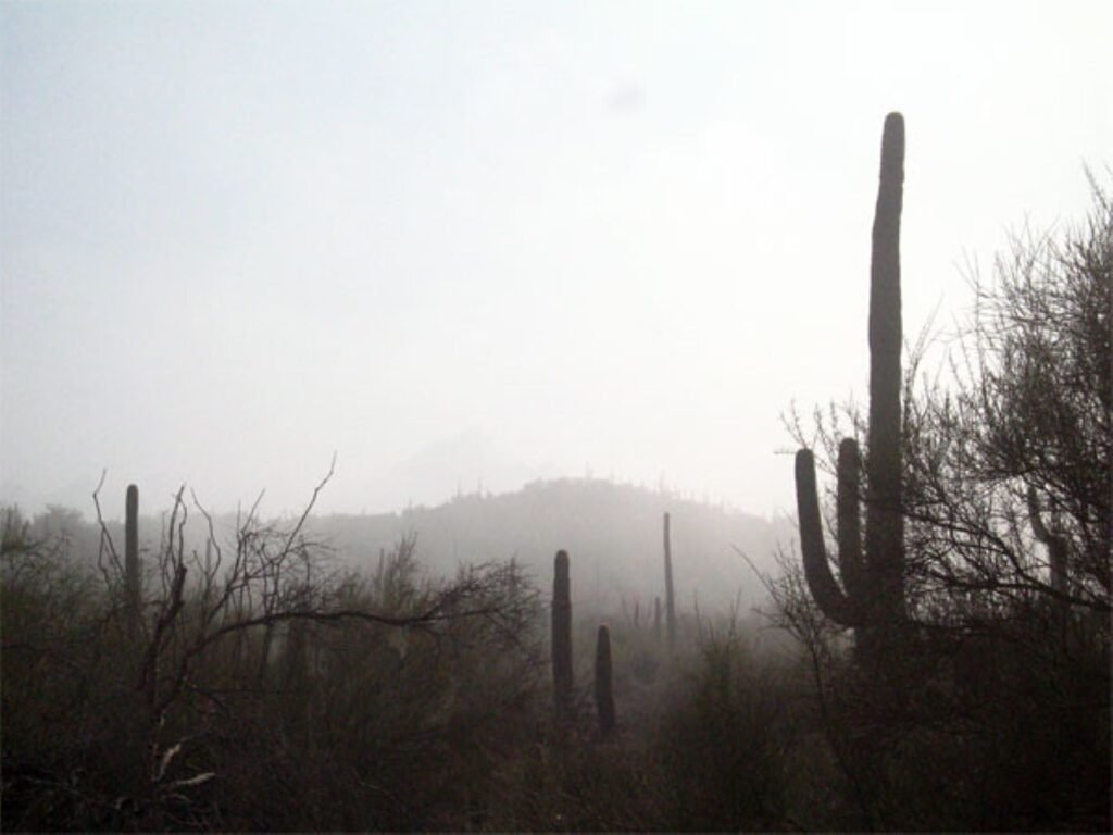 The Desert Plant That Drinks Fog