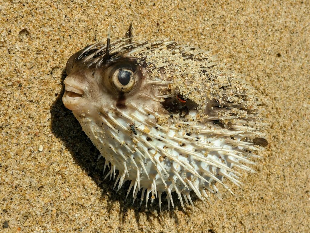 A detailed image of a porcupinefish half-buried in sand on a beach in Cabo San Lucas, Mexico.