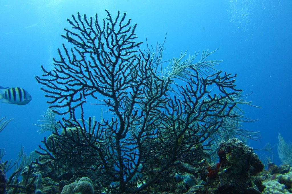 Black Corals: Masters of Deep-Sea Endurance