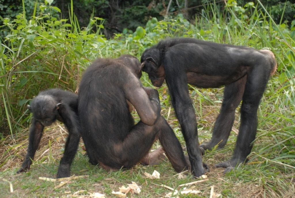 The Bonobo: Peacekeepers of the Primate World