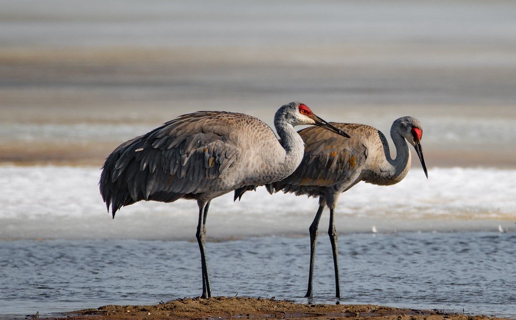 Ecological Importance and Habitat Challenges