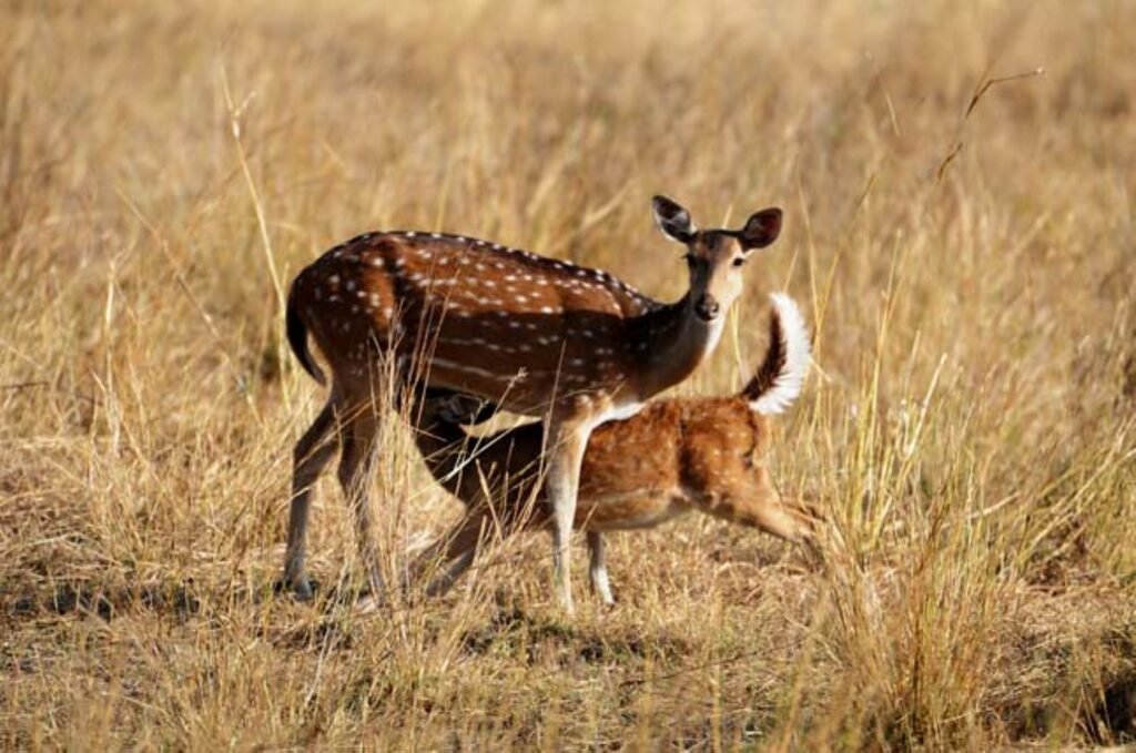 The Gentle Deer: Embodying Inner Grace 