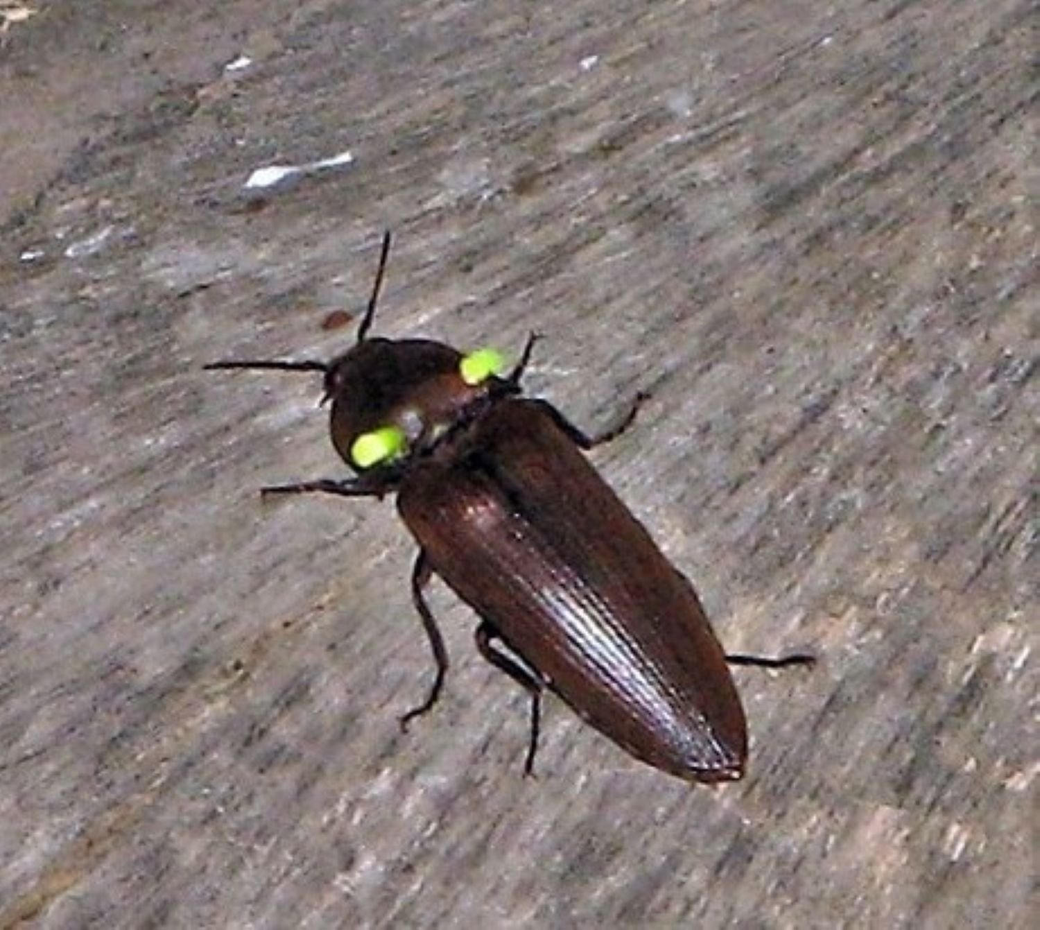 Scientists Discover New Insect That Mimics Lightning