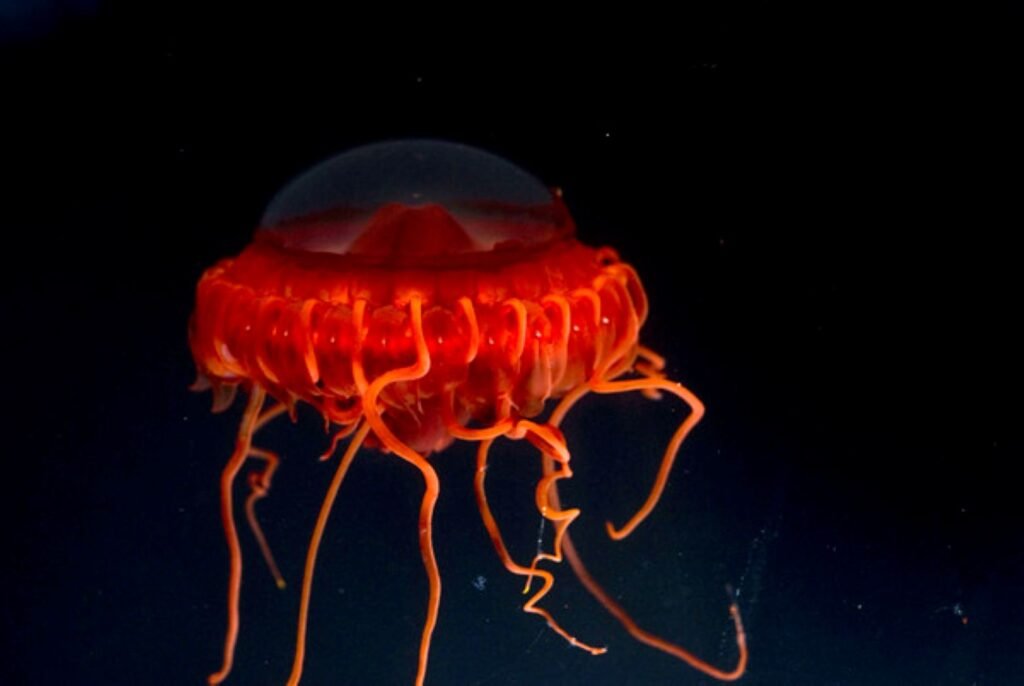 Pisces: The Deep-Sea Jellyfish's Ethereal Dance