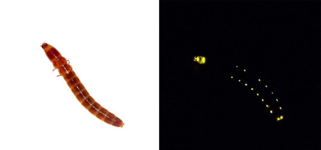Capricorn: The Determined Railroad Worm